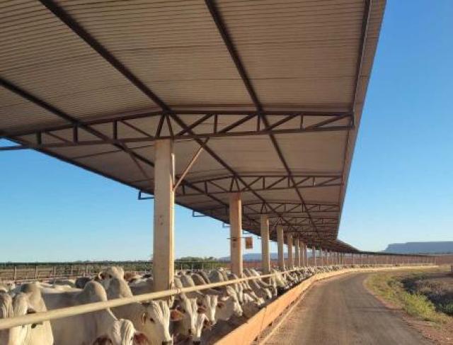 Cobertura de Cochos para Confinamento